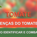 tomates, penca de tomates