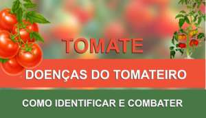 tomates, penca de tomates