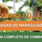 MARACUJÁ E FLOR DE MARACUJÁ