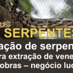 imagem contem várias serpentes peçonhetas