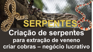 imagem contem várias serpentes peçonhetas