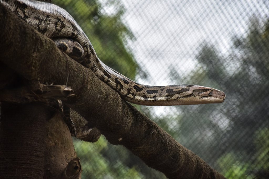 Como criar serpentes e cobras