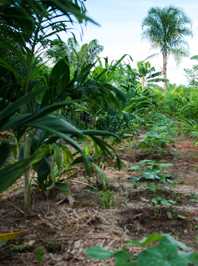 Agrofloresta como fazer - a distancia - Milton Padovan