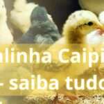 image contem vários pintinhos - Galinha Caipira – saiba tudo sobre o assunto