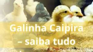 image contem vários pintinhos - Galinha Caipira – saiba tudo sobre o assunto