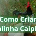 10 etapas para criar galinhas caipiras no Brasil: foto de galinhas