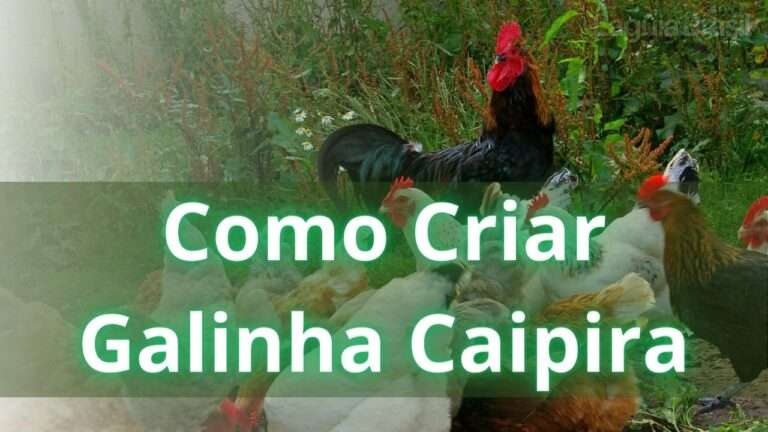 10 etapas para criar galinhas caipiras no Brasil: foto de galinhas