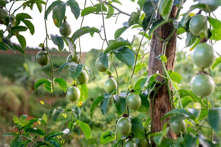 Como cultivar maracujá plantação comercial