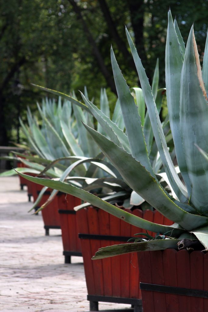 agave