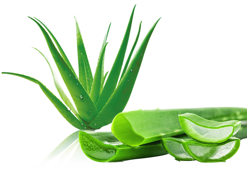 aloe vera tem propriedades medicinais - calmante, cicatrizante, anestésica e anti-inflamatória