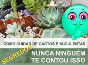 Como cuidar de cactos e suculentas